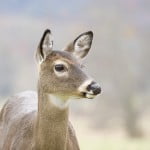 Hert die alert rondkijkt