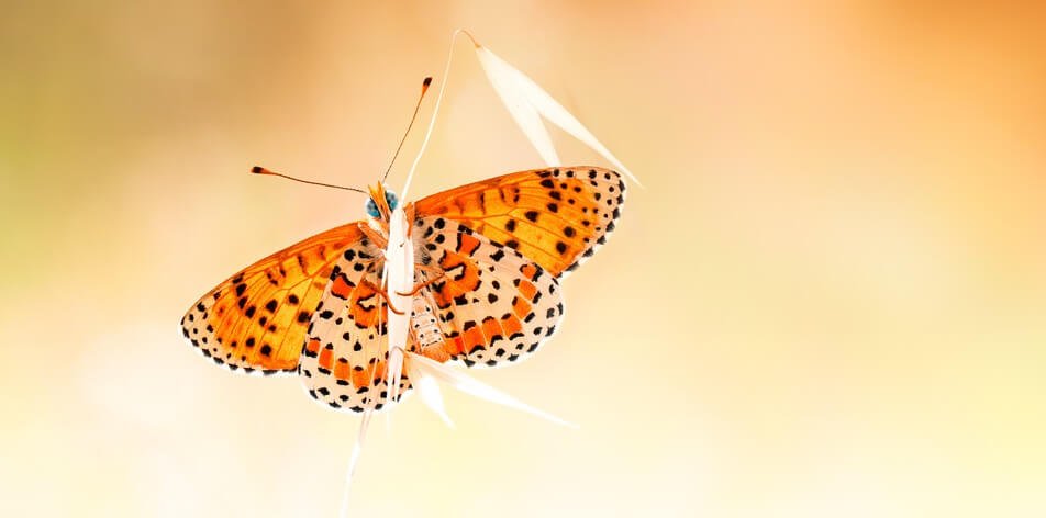 Inwijding voor Leergrage Zielen