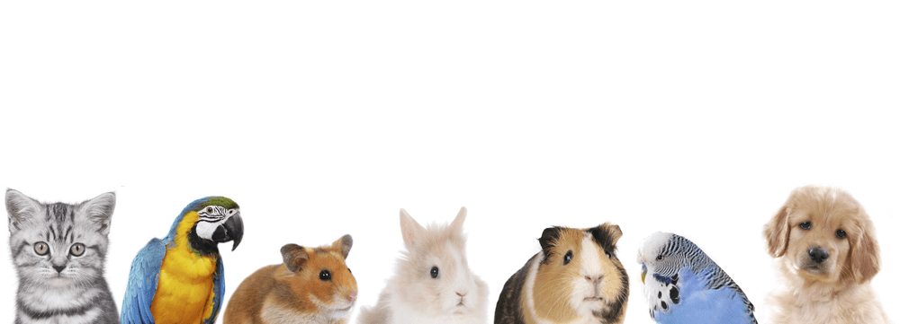 Zielscontact met Dieren