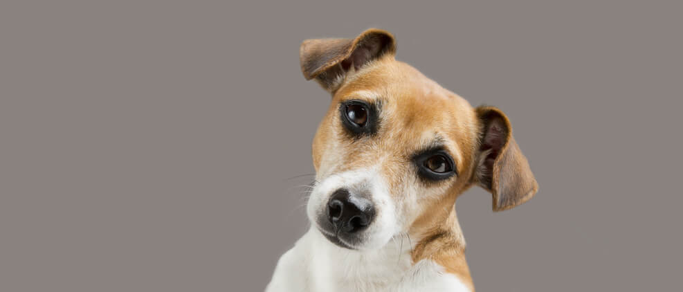 komen Dieren in de Hemel?