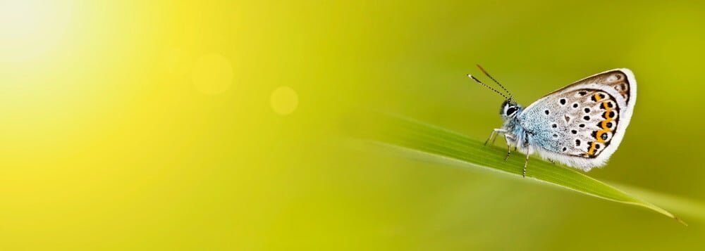 van Rups naar Vlinder