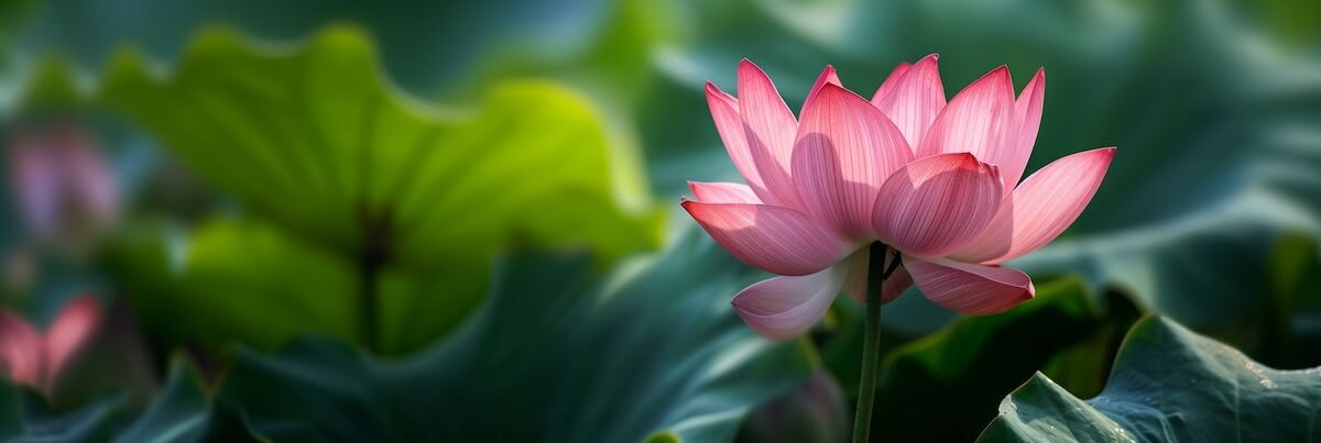 Spirituele Recepten voor Hoog Gevoeligen: je zelfhelend vermogen